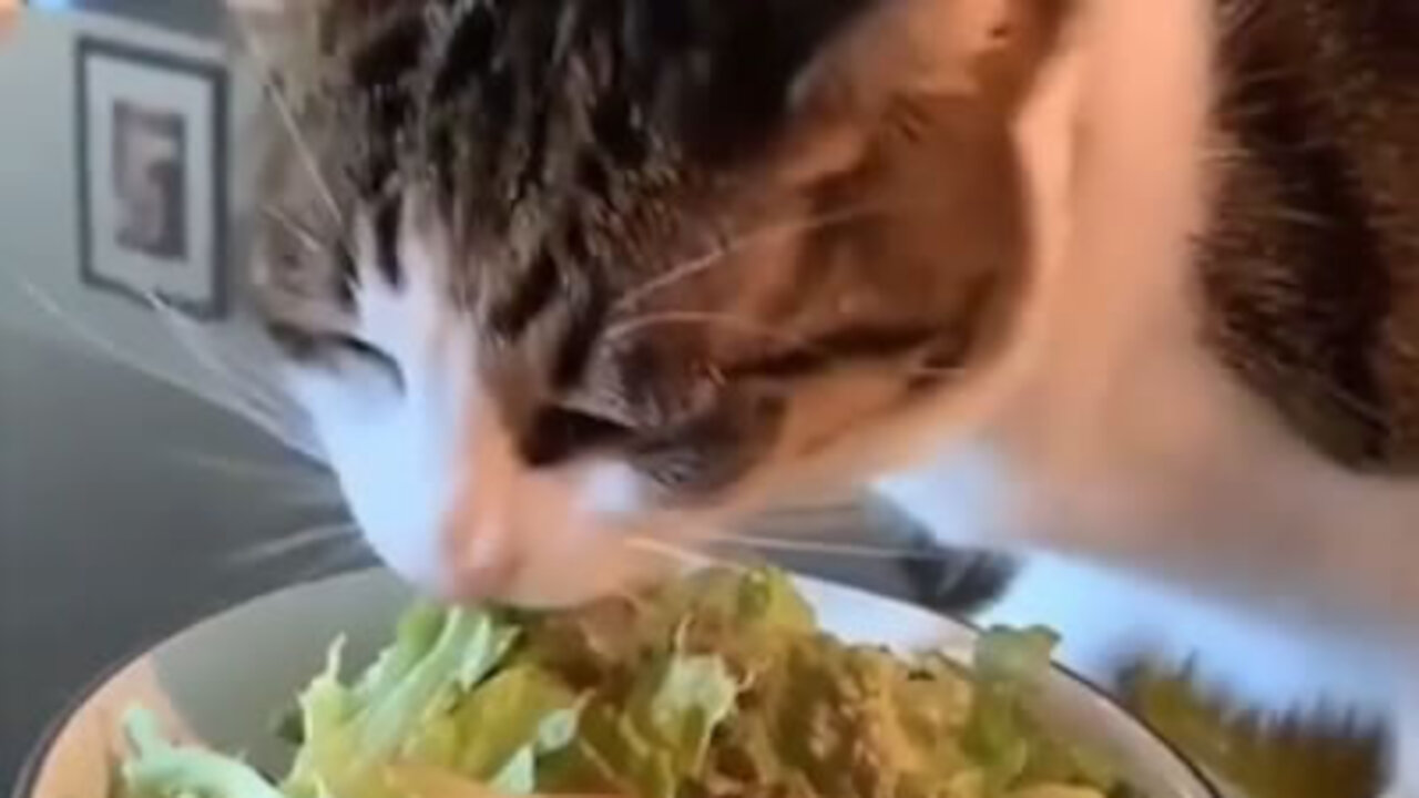 Vegetarian cat