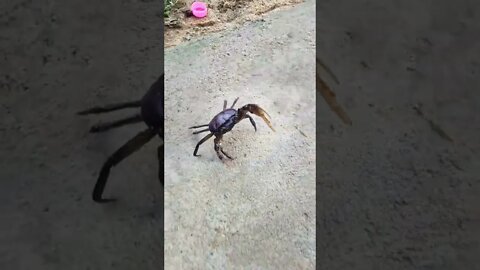 Crab #shorts