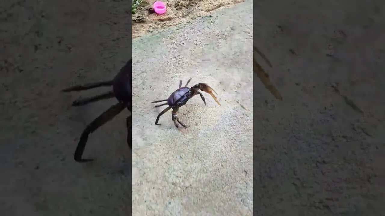 Crab #shorts