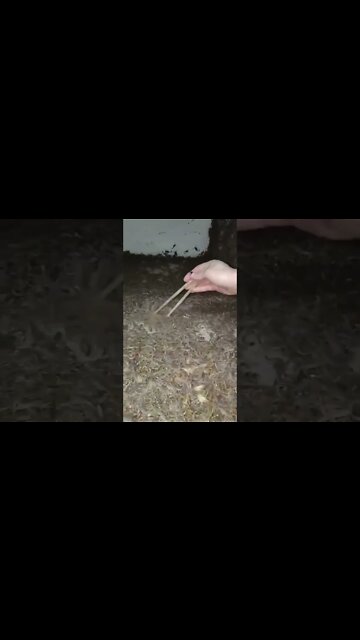 what is this (මේ මොකුන්ද)(यह क्या है) who knows😱 #shorts #youtube