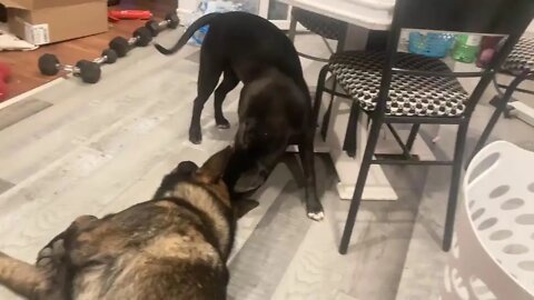 Pitbull vs German shepherd