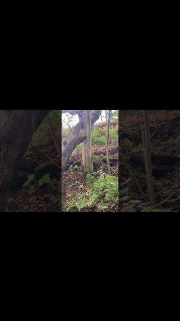 I read that a 75 year old vegan was fined for not getting rid of mice. I used mouse friendly traps.