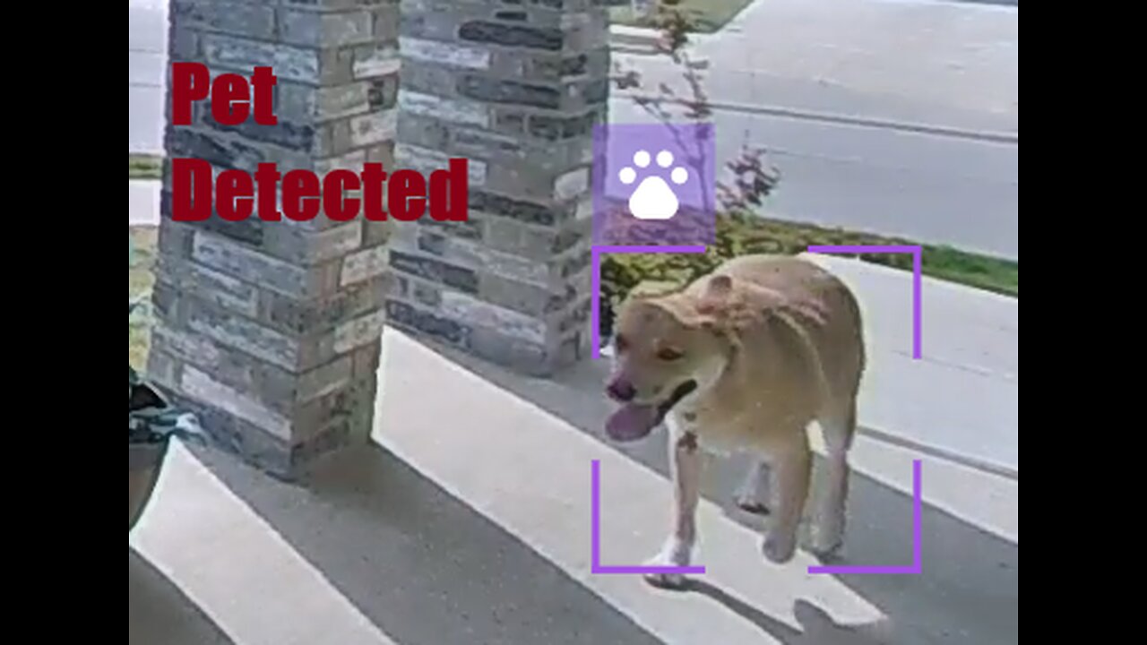 Unifi Animal detection