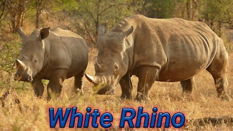 Rare Southen White Rhino Marking His Territory | Ceratherium Simum Simum