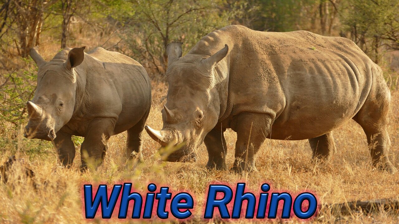 Rare Southen White Rhino Marking His Territory | Ceratherium Simum Simum