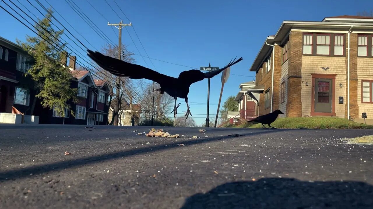 Crow Close-Up: Chicken or Turkey?