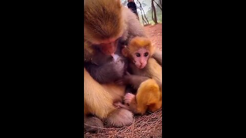 Mother love #monkeylove