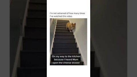 Play..Replay..😂😂 #shorts #shortsvideo #funny #dog #fyp