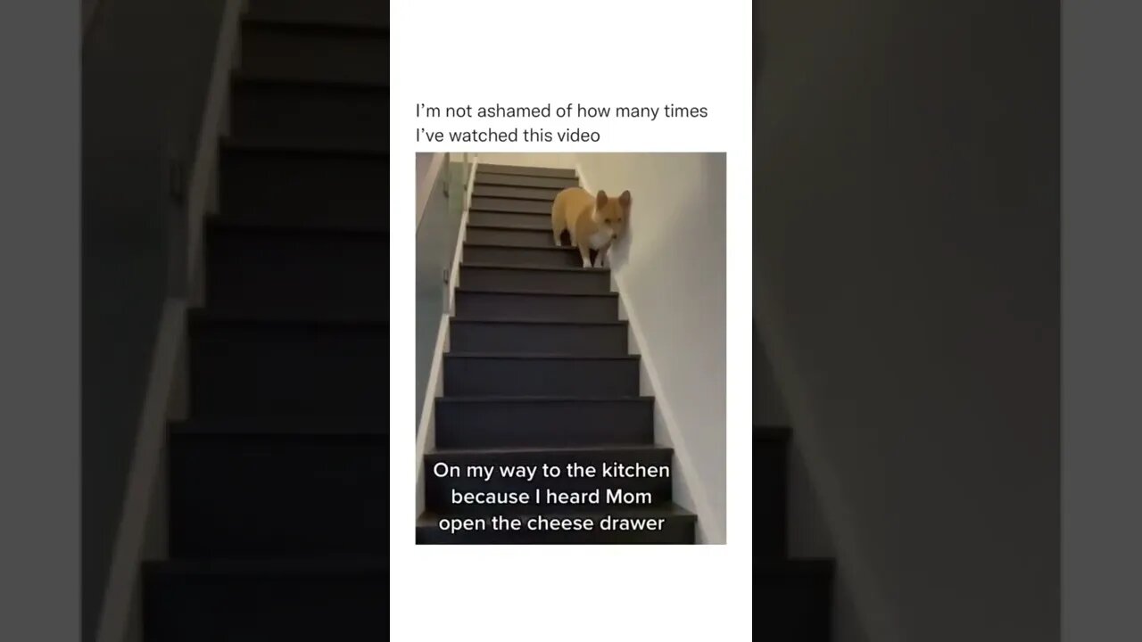 Play..Replay..😂😂 #shorts #shortsvideo #funny #dog #fyp