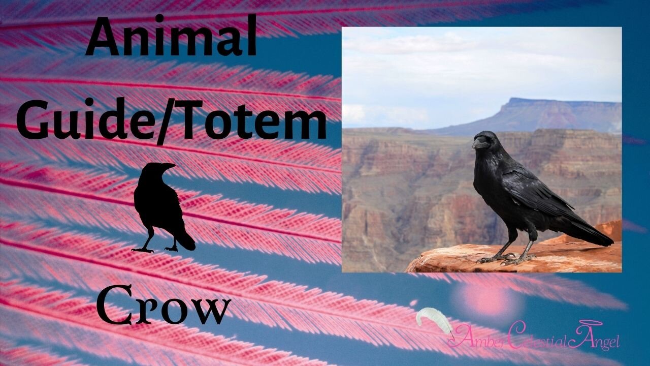 CROW Animal Guide/Totem Meaning