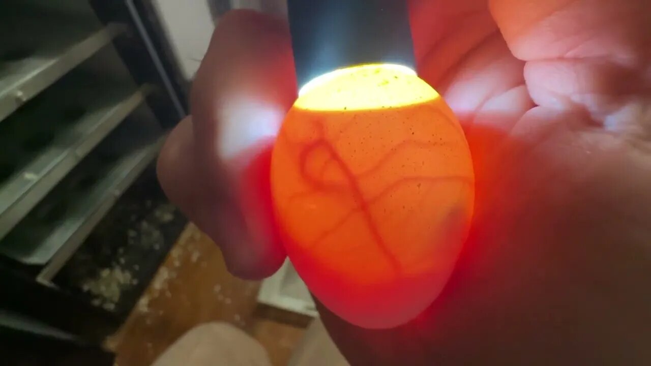 Day 10: Red Jungle Fowl Egg! Its growing!!!