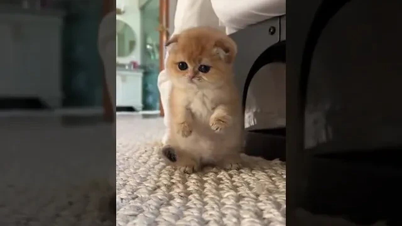 If not the cutest kitty, who is?