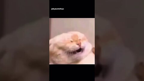 Funny Cat Meme 😂 pt.37 #shorts