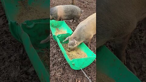 Pregnant Pigs Eating Breakfast