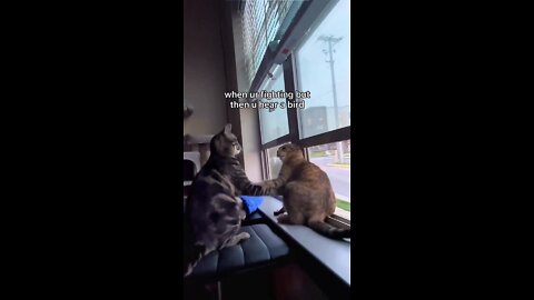The reaction of the cat after hearing the chirping of birds