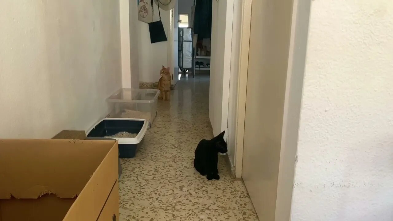 Orange Cat Meows To Go Outside Black Kitten Meows To Get In Kitchen