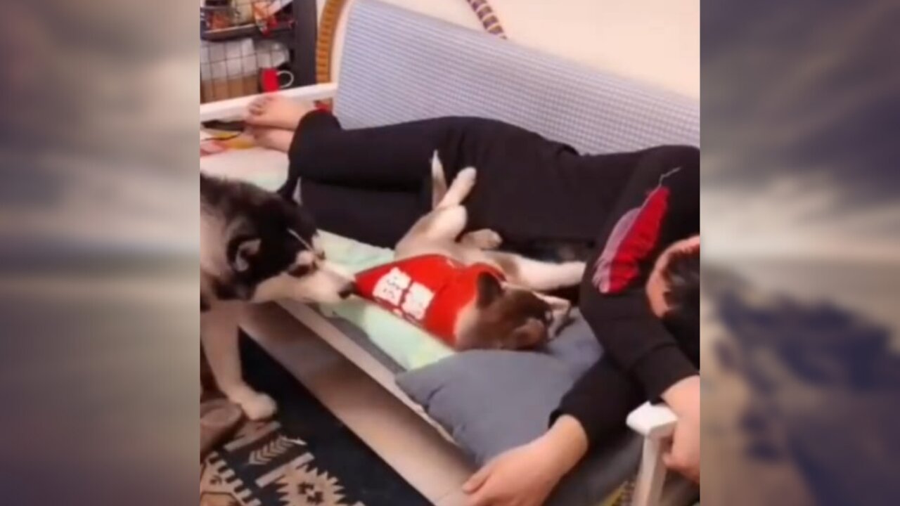 loose fluffy dog -Try not to laugh