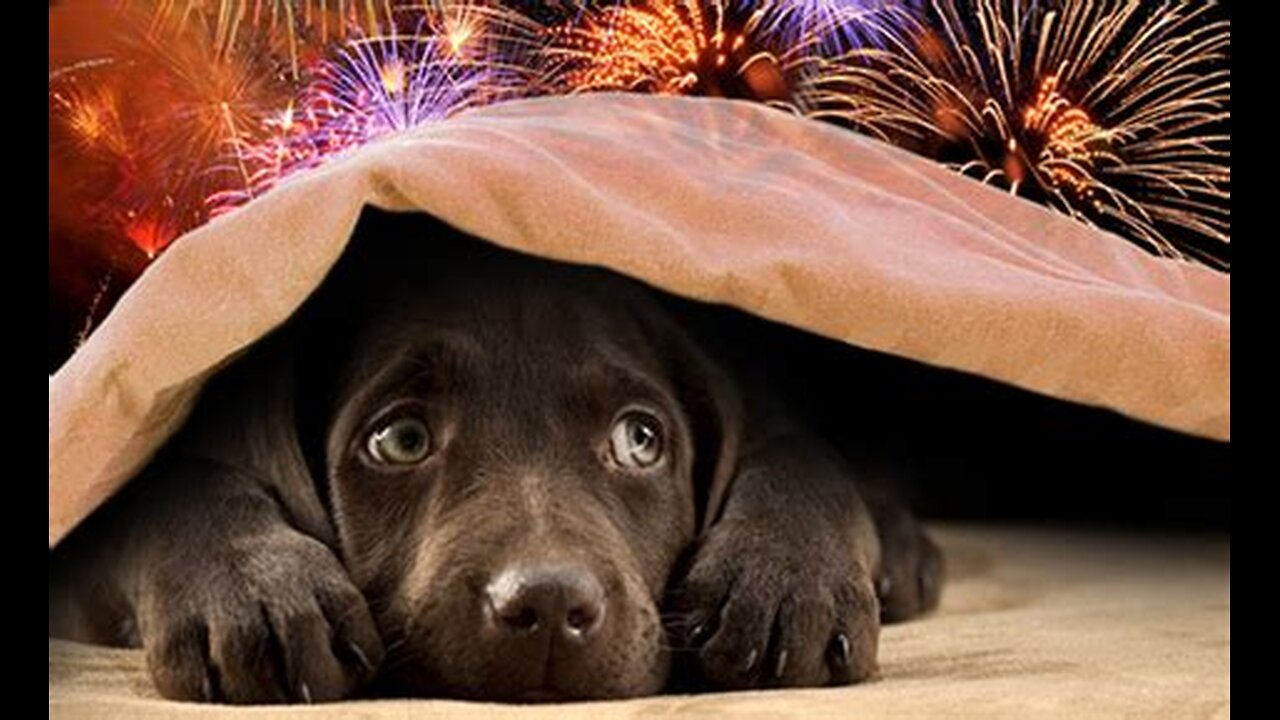 ! How To Help Your Dog Get Through The Firework Season- With Toni Shelbourne