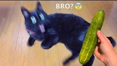 Funniest Cat And Dogs 😂 Funny Animal Videos #3 #funnycats #funnydogs #funnyanimals #funny