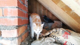 Sweet Kitty And Baby Crow Play A Game Of 'Follow The Leader'