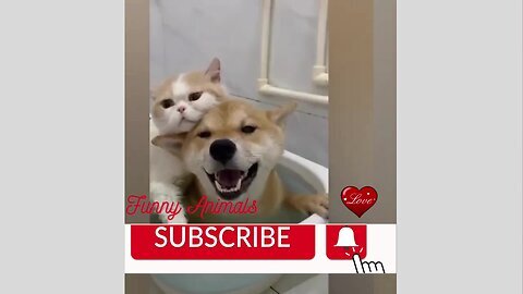 Funny Animals Compilation Videos : TRY NOT TO LAUGH