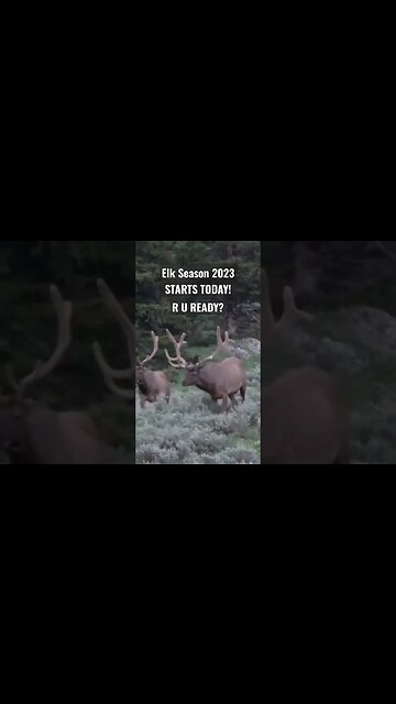 ELK SEASON 2023 Starts Today! R U READY? #elk #elkhunting #hunting #wyoming #shortsvideo #wildlife