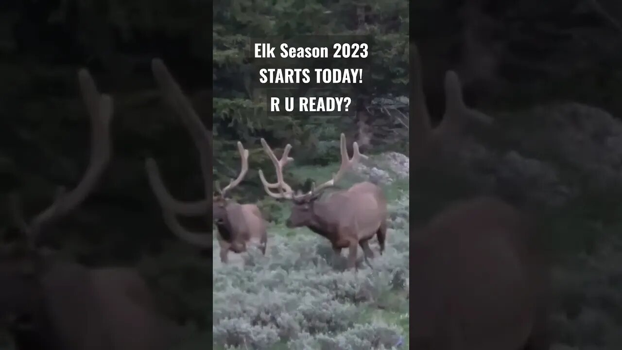 ELK SEASON 2023 Starts Today! R U READY? #elk #elkhunting #hunting #wyoming #shortsvideo #wildlife