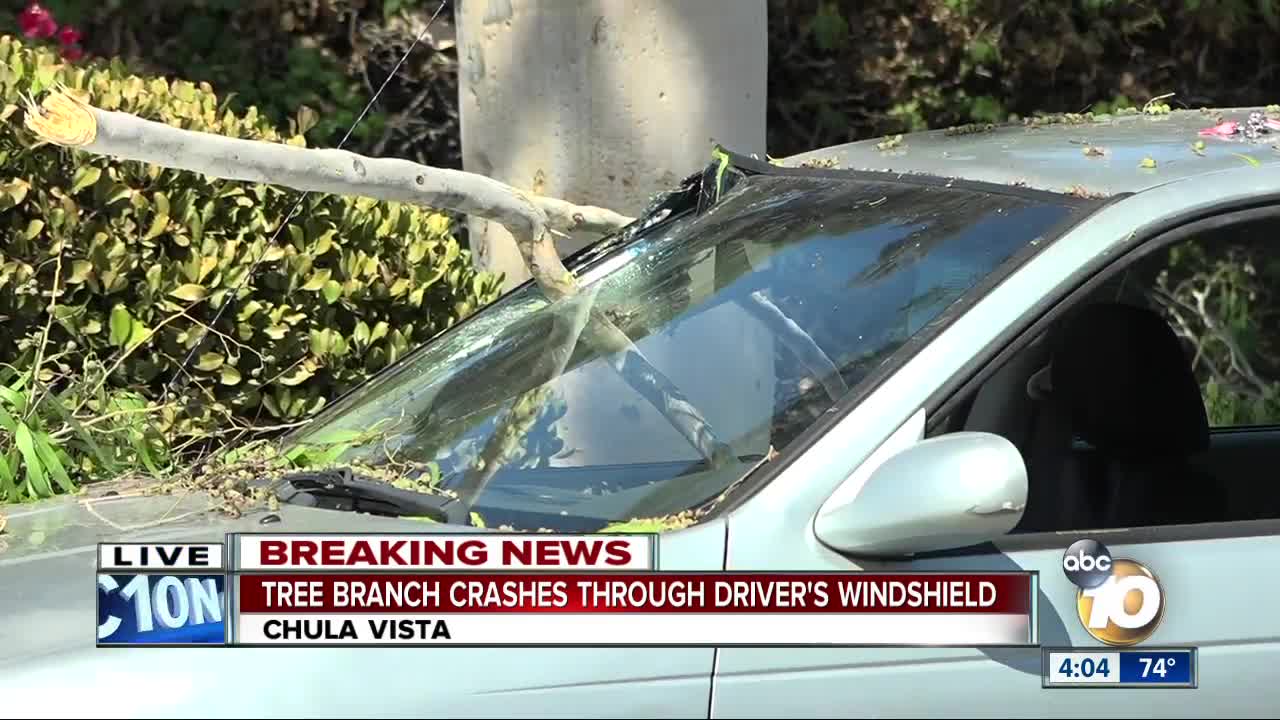 Tree limb crashes through windshield