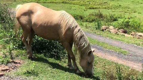 Brumby mares doing well on pasture