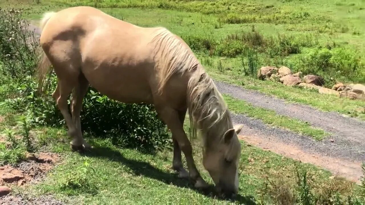 Brumby mares doing well on pasture