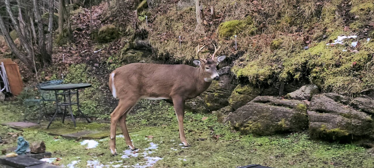 Two Year Old Buck