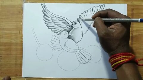 how to draw a pigeon and rose flowers with pencil sketch