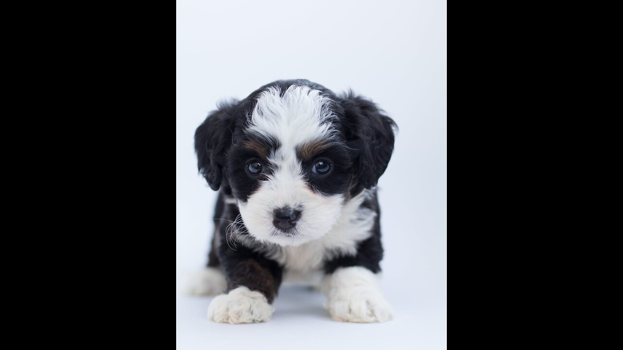 #cute #puppy #barking cuteness overload.