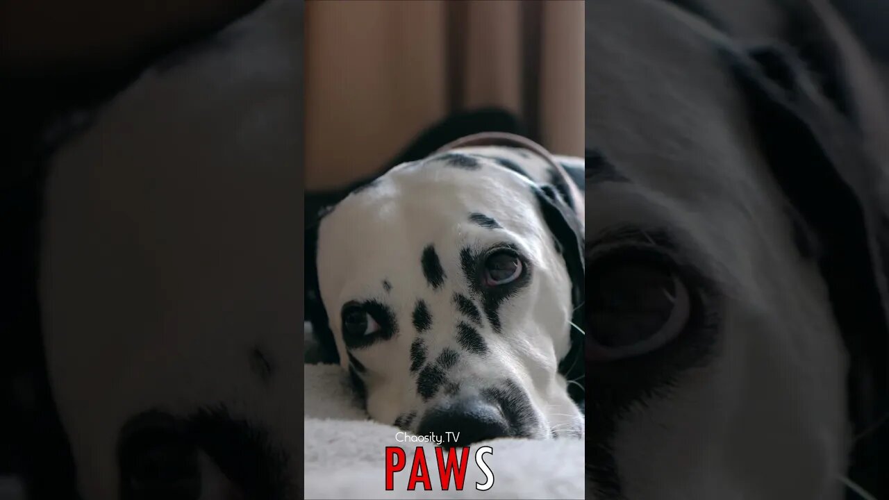 🐶 #PAWS - Drowsy Dalmatian 🐾