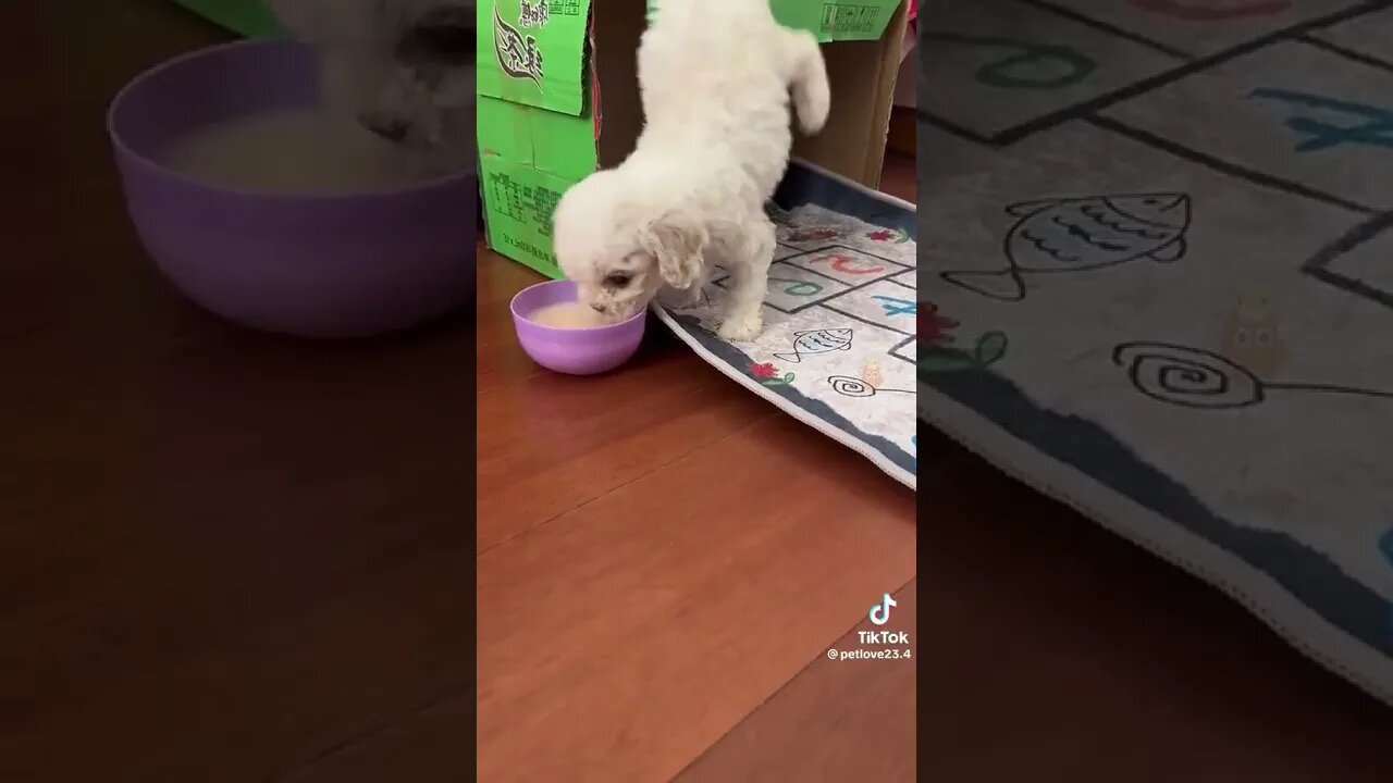 Funny Dogs #FunnyDogs #FunnyPets