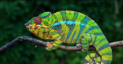 Chameleon Looking Around