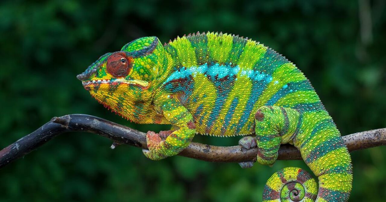 Chameleon Looking Around