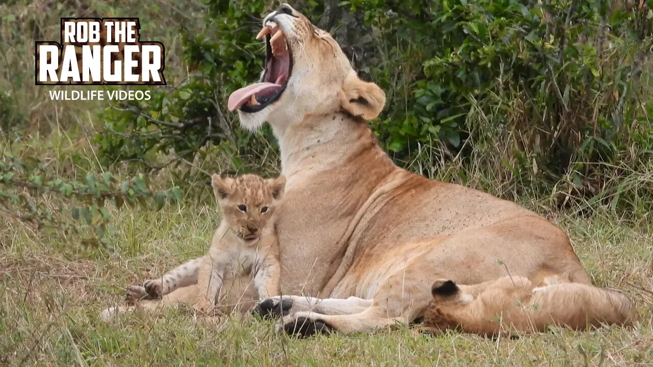 Lion Pride With Small Cubs And Big Male | Lalashe Maasai Mara Safari