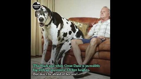 Biggest Dogs in the world biggest dogs in the world Cute dogs