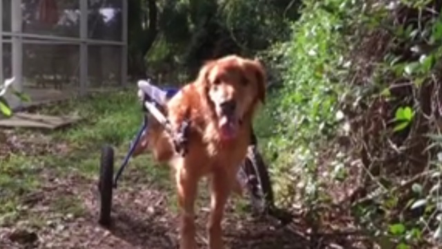 Lowe’s manager finds upset dog owner in store, so he makes a quick call to find him a wagon