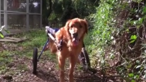 Lowe’s manager finds upset dog owner in store, so he makes a quick call to find him a wagon