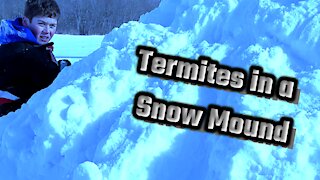 Snow Termites