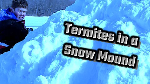 Snow Termites