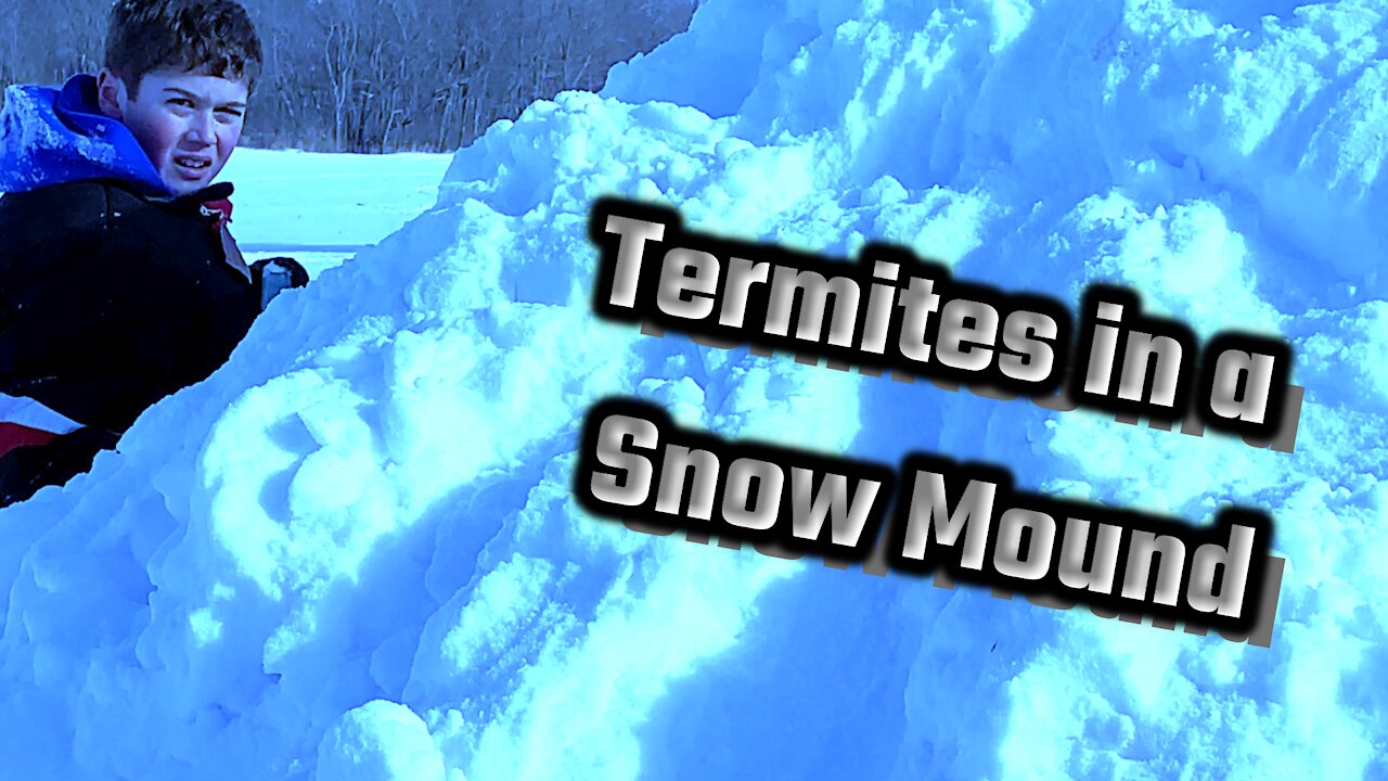 Snow Termites