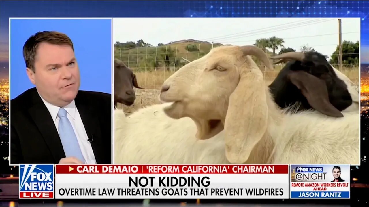 CA Politicians Attack GOAT-Grazing and Wildfire Prevention
