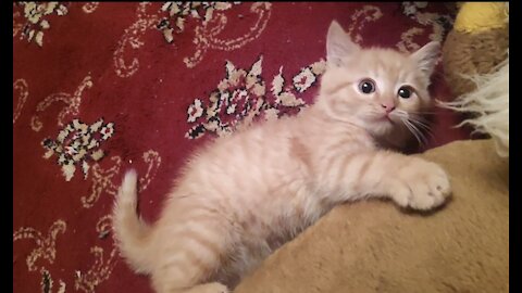 kitten played out after lunch and turned the whole room upside down