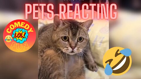 FUNNY REACTION ANIMALS CATS & DOGS PETS VIRAL