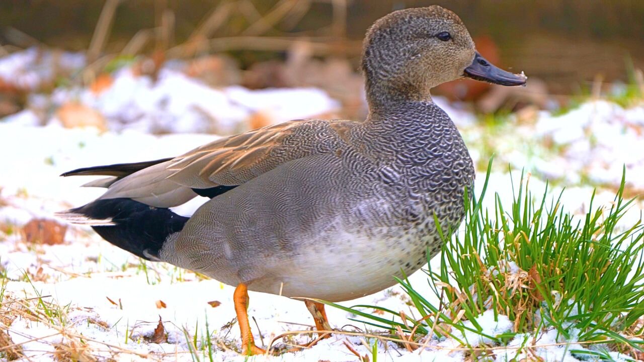 Close-up of the New Gadwall Duck Male, also Featuring the Female