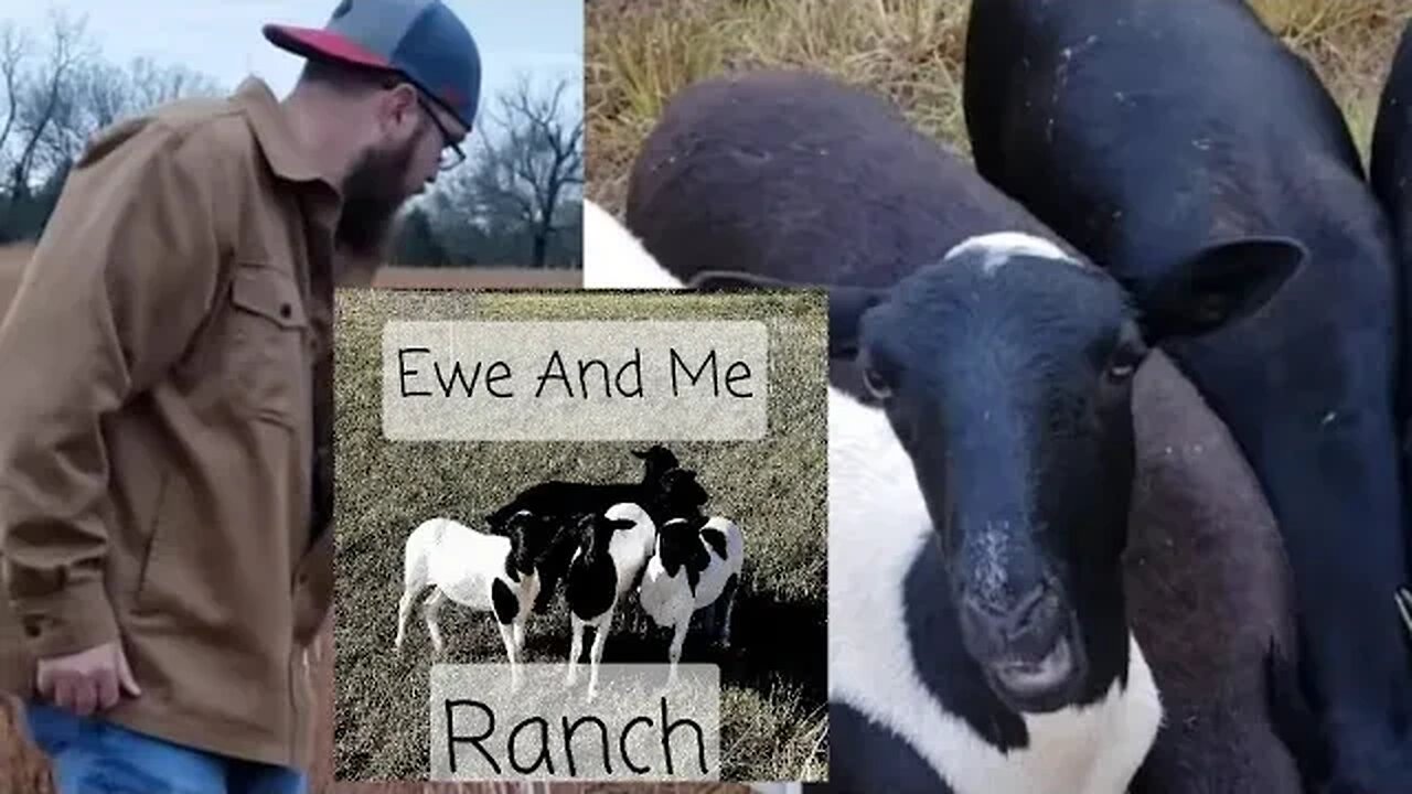 New sheep getting a treat after a hot day. Farm animals. Homestead regenerative agriculture 🤠🐑🤤🥡