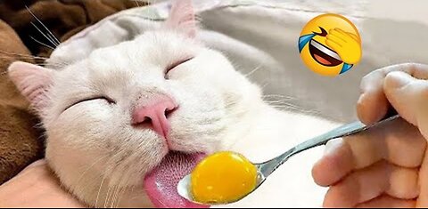 New funny animals 😂😂 Dog and cat funny video 😺🐶#part9